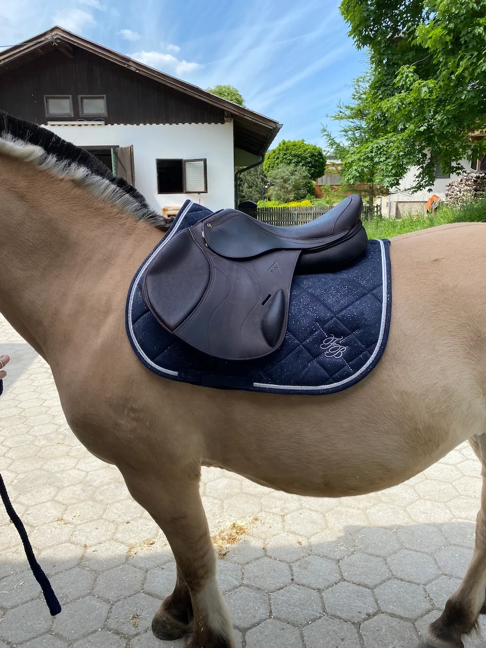Asaddles Pony von Sattelberatung Barbara Pamperl-Zichtl