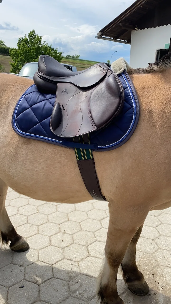 Asaddles Pony von Sattelberatung Barbara Pamperl-Zichtl
